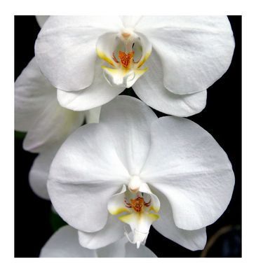 Женские духи Yodeyma AROMA Гранат Орхидея Фиалка, 15 мл
