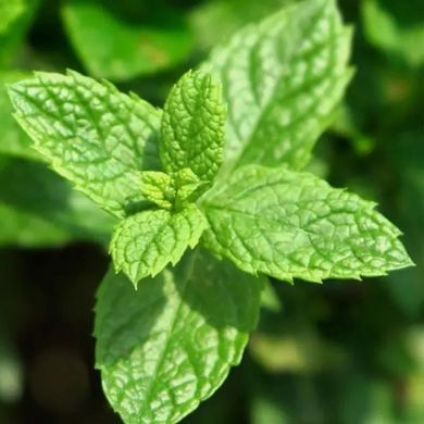 Чоловічі парфуми Yodeyma Mint Ocean М'ята Лимон Базилік, 100 мл