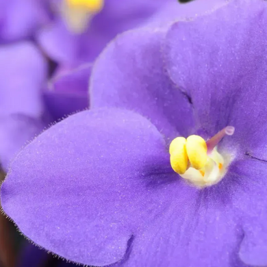 Жіночі парфуми Yodeyma VENELIUM Коріандр Фіалка Дерево, 15 мл (тестер)