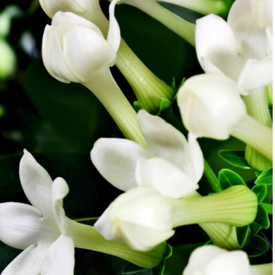 Женские духи Yodeyma Nota Личи Магнолия Жасмин, 15 мл